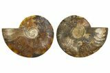 Cut & Polished, Agatized Ammonite Fossil - Madagascar #308135-1